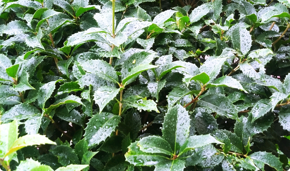 蛤蜊的日常生活 thumbnail