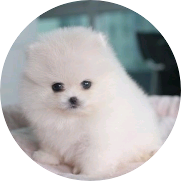 자까라지요~ image