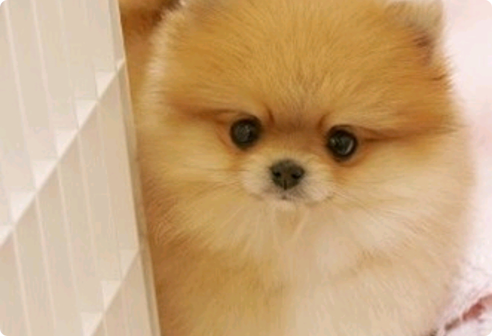 私は犬のようです thumbnail