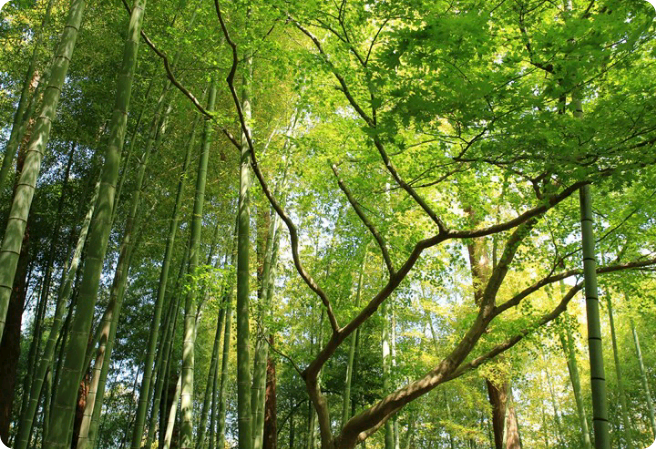 Thế giới cân bằng thumbnail