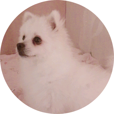쿠키 image