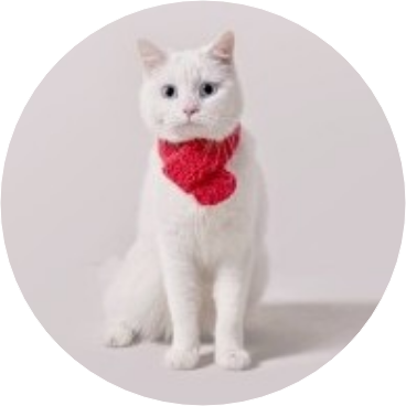 정호석/고양이 image