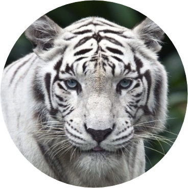 김석진 • 백호 image