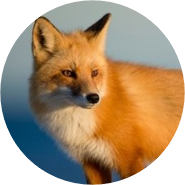 정호석 •여우 image