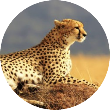 김남준 • 치타 image