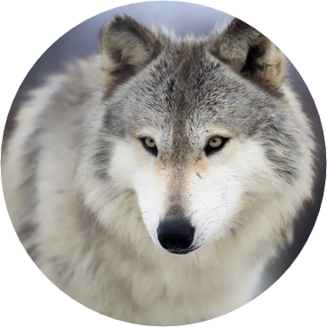 박지민 • 늑대 image