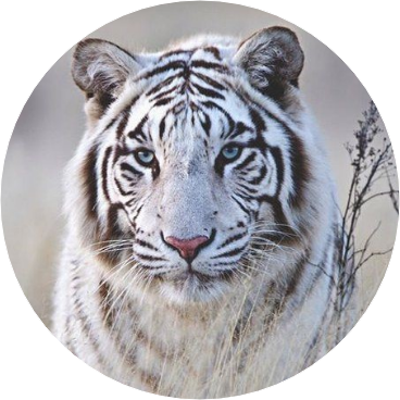 김태형 • 백호 image