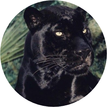 전정국 • 흑표범 image