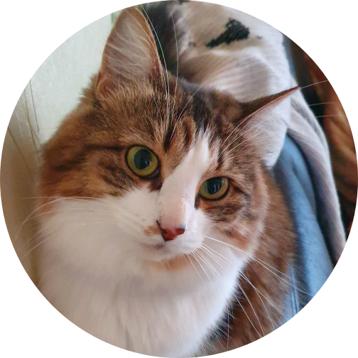 삼색고양이 image