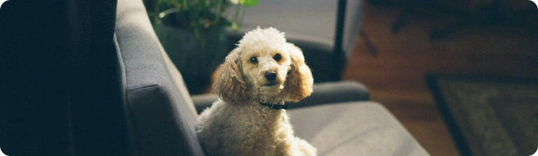 푸들과 연애하기 thumbnail