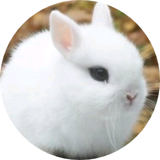 민여주 ( 토끼 ) image