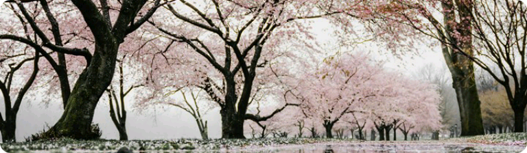 BTS Del Luna thumbnail