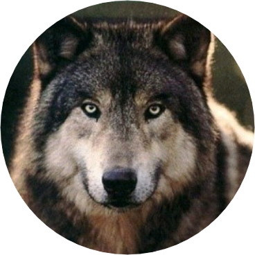 민윤기(늑대) image