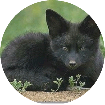 박지민(흑여우) image