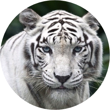 정호석(백호) image