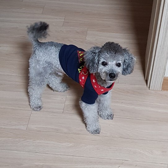 토토(진짜 저희집 강아지 입니당ㅋㅋ) image