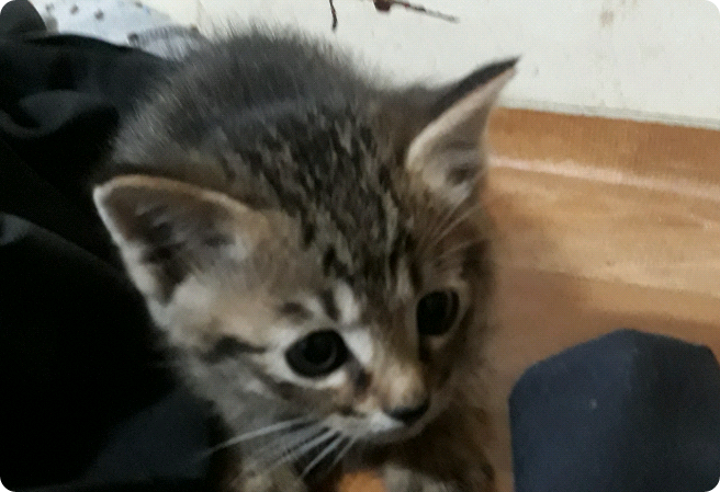 những chú mèo con dễ thương thumbnail