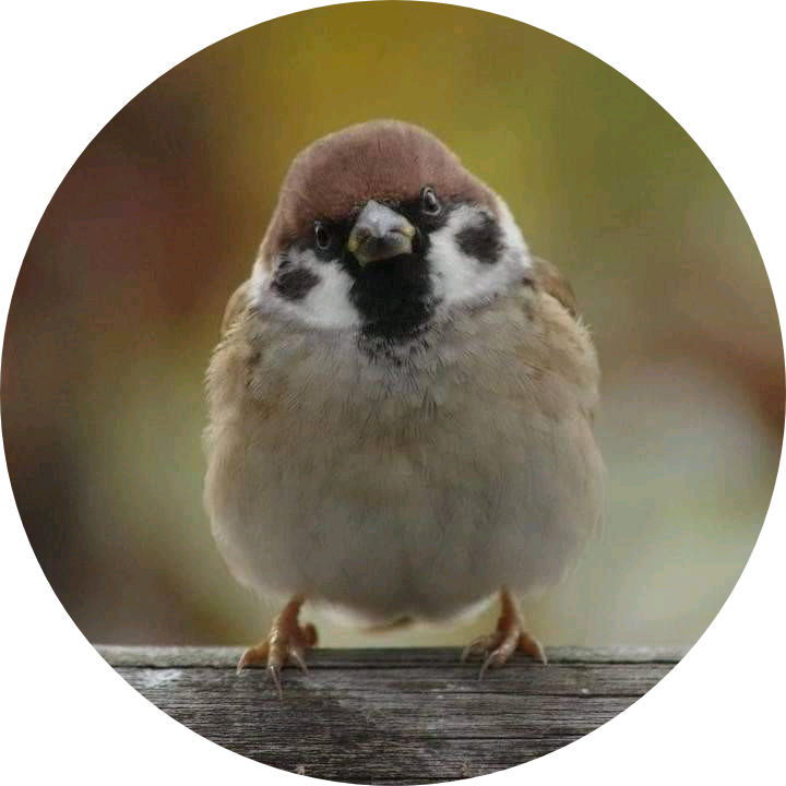 귀여운 참새 image