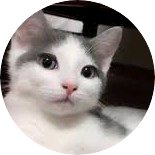 고양이(창섭) image