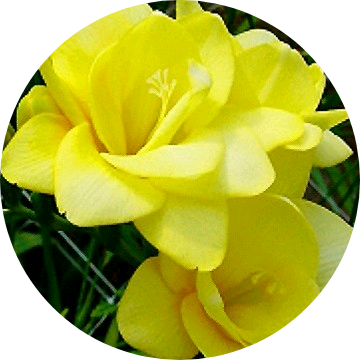 박진아, 세븐틴 image