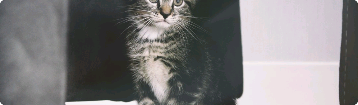 Cat adoption thumbnail