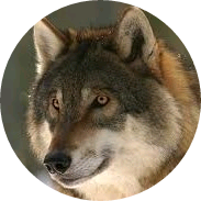 지민 image