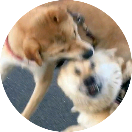 ㅈ ㅏ ㄱ ㄱ ㅏ image