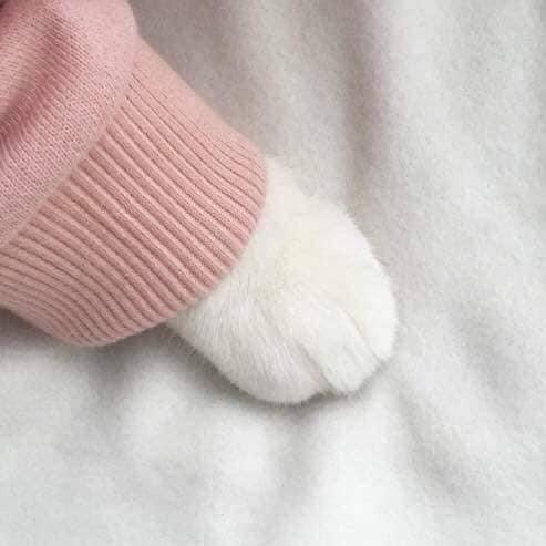 지연우 (고양이) image