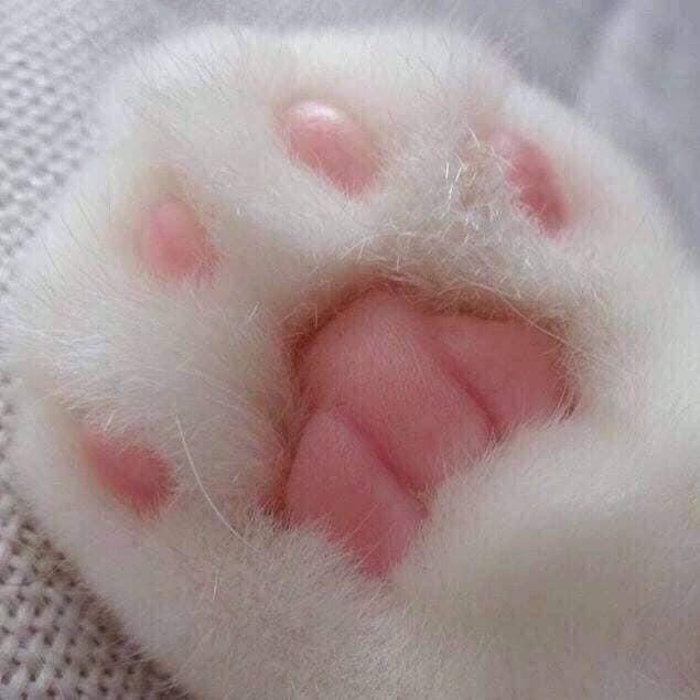 고양이가 좋은 작가 image