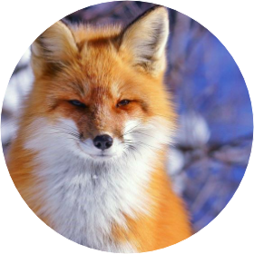 여우새끼 image