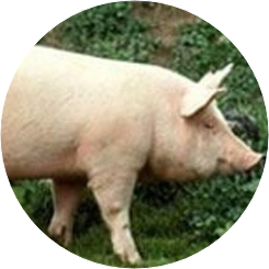 돼지 image