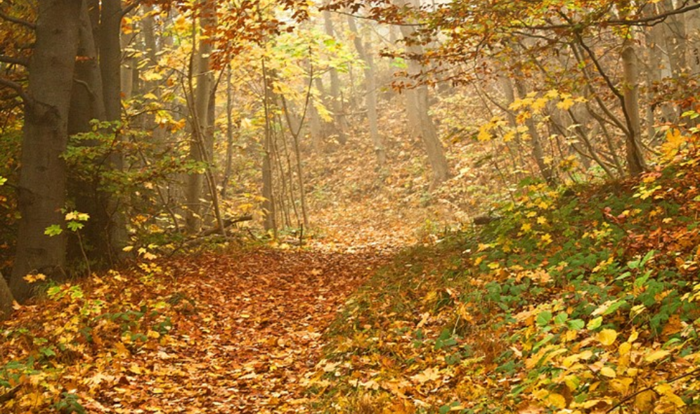 자연아 말해봐 thumbnail