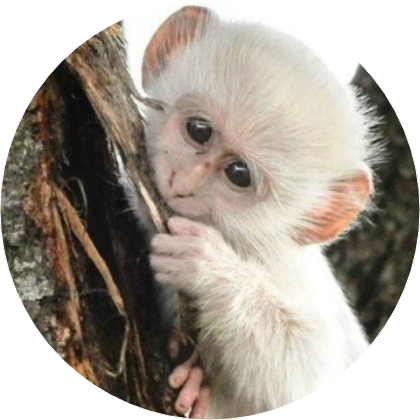 서은광(원숭이) image