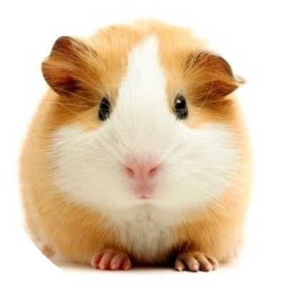 이민혁(기니피그) image