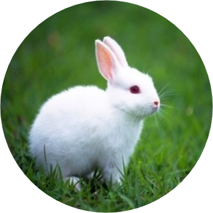 이창섭(토끼) image