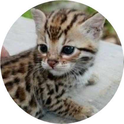 김석진(삵) image