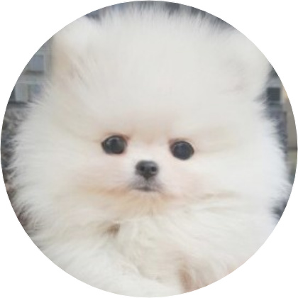 프니엘(강아지) image