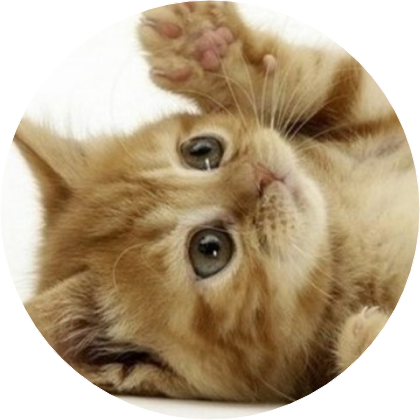 정일훈(고양이) image