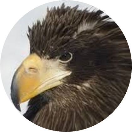 임현식(독수리) image