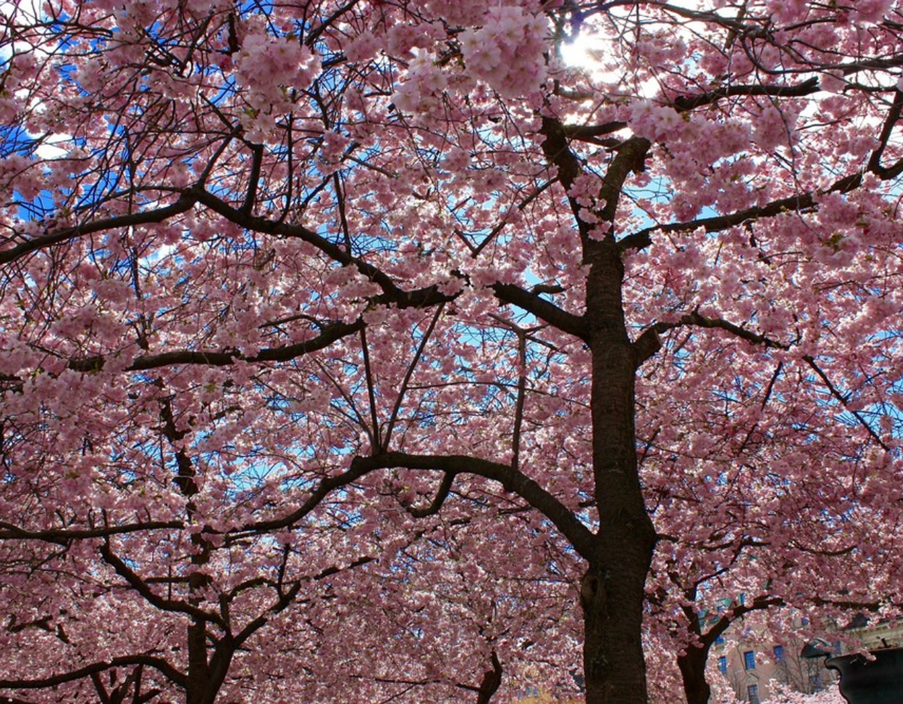 ジョングクは人生の作家です thumbnail