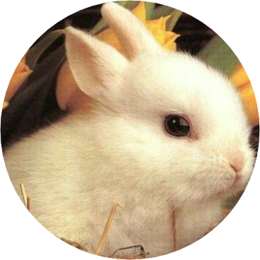 주고은 | 토끼 image