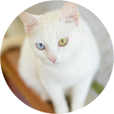 소연주 / 고양이 image