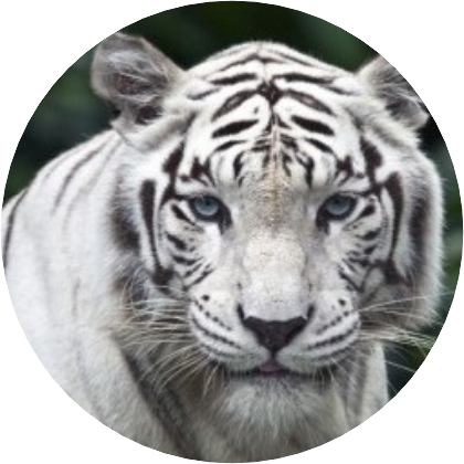 민윤기(백호) image