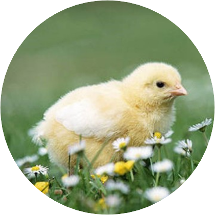 김혜윤(병아리) image