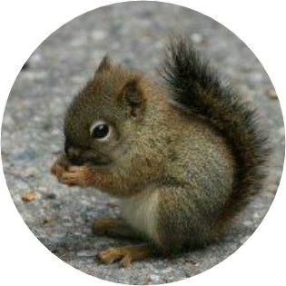 다람쥐 image