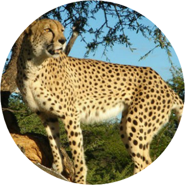 정호석 (치타) image