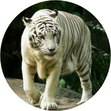 김태형 (백호) image