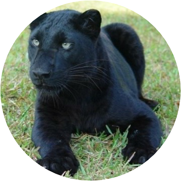 박지민 (흑표범) image