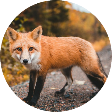 전정국 (여우) image