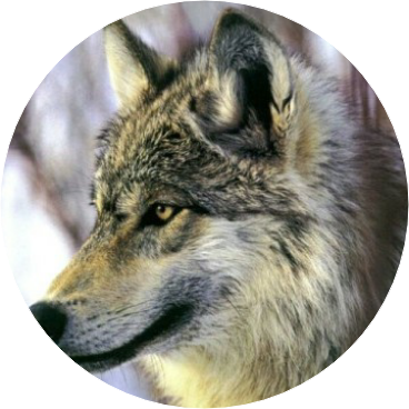 김석진 (늑대) image